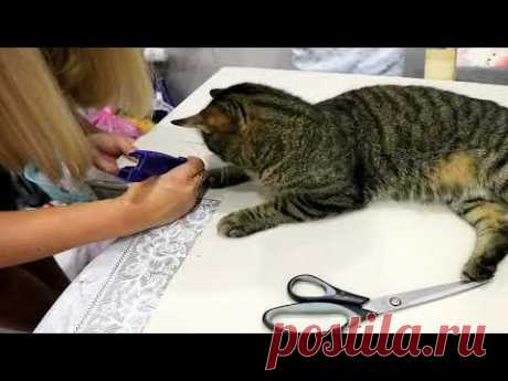 DIY. Своими руками. Ларец &quot;Сокровища льва&quot;. Часть 1