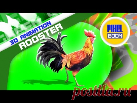 Green Screen Rooster Gallo Plumage Walk - Footage PixelBoom
