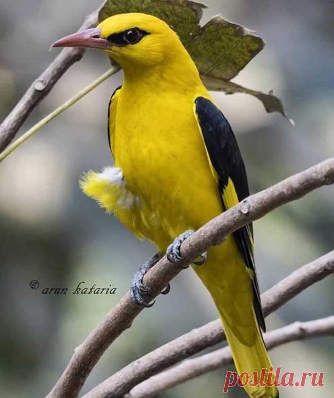 Иволга - редко, где увидишь.