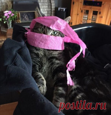 20 потрясающих котов, которые сломали систему