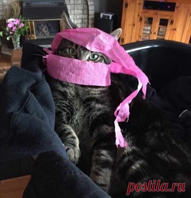 20 потрясающих котов, которые сломали систему