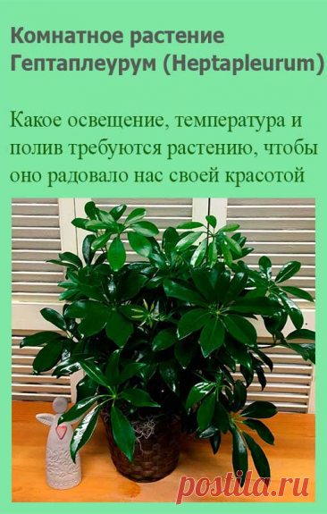 Комнатное растение Гептаплеурум (Heptapleurum). Гептаплеурум часто называют "карликовой шеффлерой". Это быстрорастущее древовидное растение, высота которого в комнате может достигать 1 м. Пальчатые листья, напоминающие листья каштана, в длину достигают 10 см. Гептаплеурум выращивают в теплых спальнях и офисах. Растение боится переувлажнения и сквозняков.