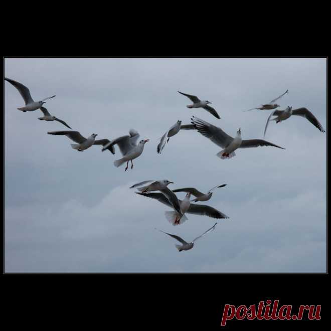 Фотографія √ / Дмитрий Домбровский / photographers.ua