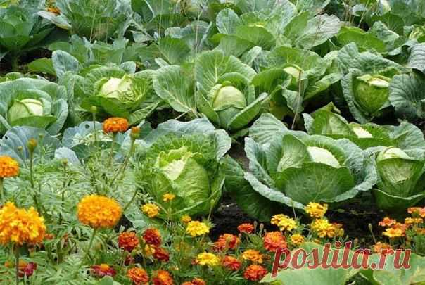 Home&garden Сайт о растениях.