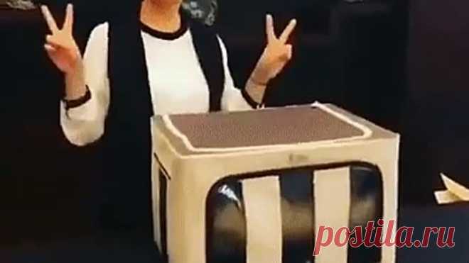 video (3)