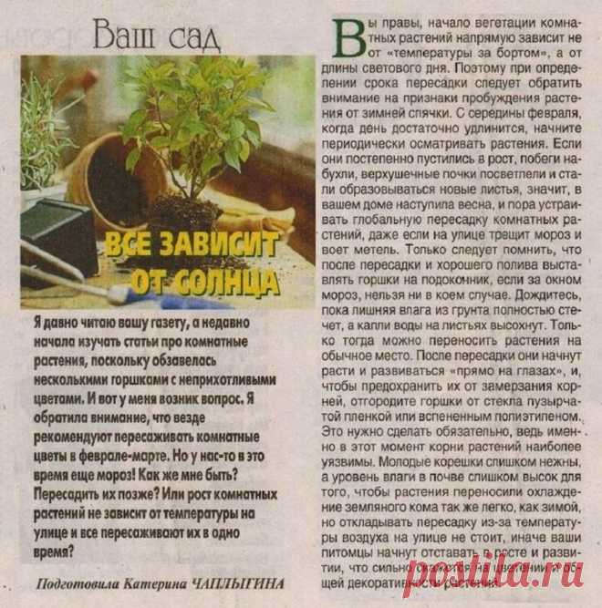 О времени пересадки комнатных растений