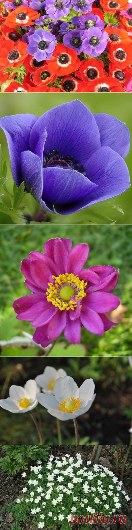 Анемоны: выращивание и сорта.
Это изящные травянистые растения, покоряющие разнообразием расцветок и форм бутонов. Эти многолетники эффектно смотрятся в окружении других представителей флоры и на фоне камней. Они способны украсить своим присутствием любой садовый участок.