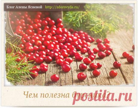 Ягоды брусники и их польза для здоровья на нашего организма