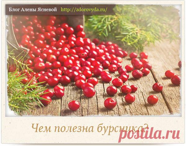 Ягоды брусники и их польза для здоровья на нашего организма