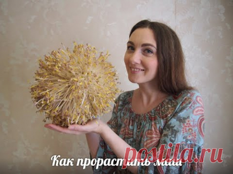 Легко и просто: Как я проращиваю маш (китайским способом)
