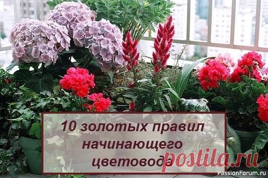 10 золотых правил начинающего цветовода 1. Не заливай растения.Корням нужна не только вода, но и воздух. Постоянно переувлажненная почва означает верную смерть для большинства растений. Научись поливать их правильно.2. Предоставь им покой.Почти всем комнатным растениям зимой нужен покой, т.е. их нужно реже поливать, меньше...