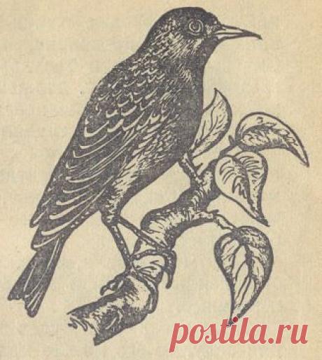 Скворечник