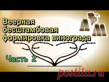 Веерная бесштамбовая формировка винограда (часть 2)