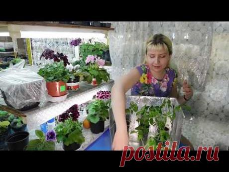 ЭКРАН ДЛЯ ПОДСВЕТКИ РАССАДЫ ! Выращивание цветы удобрение освещение подкормка семена томаты
