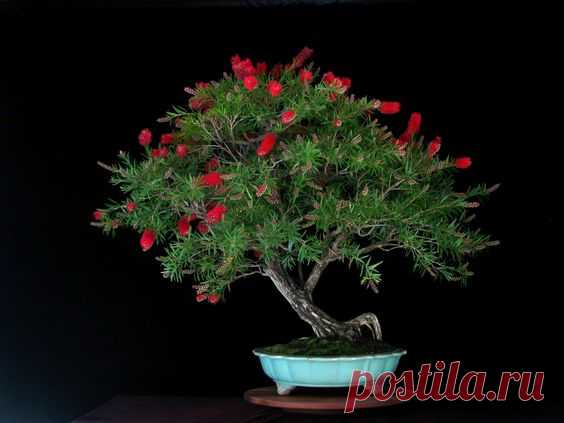 Callistemon-viminalis bonsai - Google Search   |   Pinterest • Всемирный каталог идей