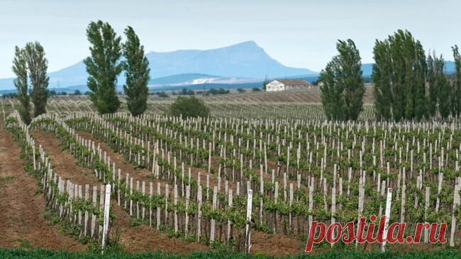 Портвейн "Севастополь 1994" стал лауреатом премии имени Голицына