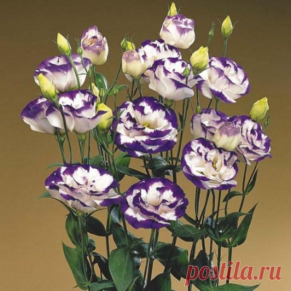 Эустома сорта каталог