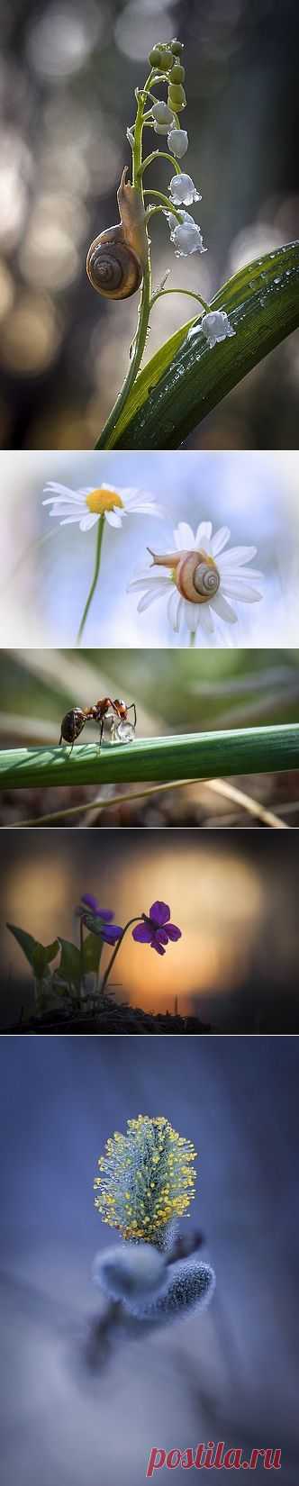 Anatolich - фотографии. 35фото