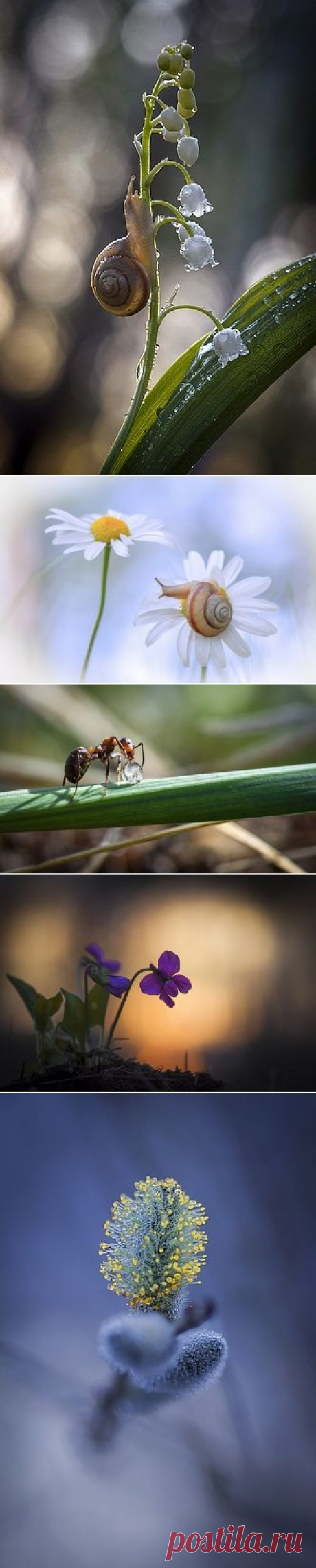 Anatolich - фотографии. 35фото