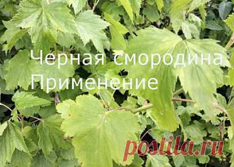 Черная смородина Применение | Здоровье и красота от природы