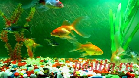 живые обои на рабочий стол: 14 тыс изображений найдено в Яндекс.Картинках