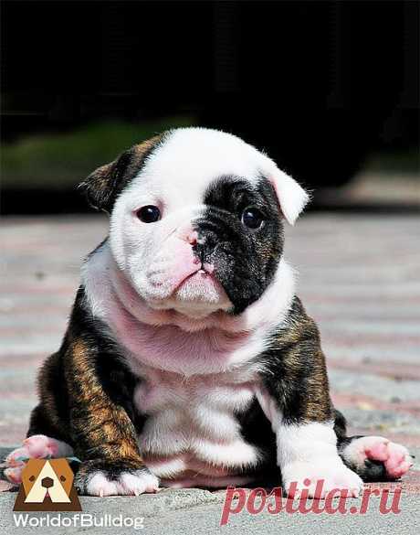 WorldofBulldog — WorldofBulldog little baby..