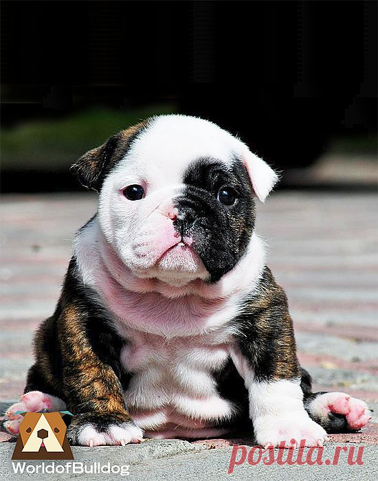 WorldofBulldog — WorldofBulldog little baby..