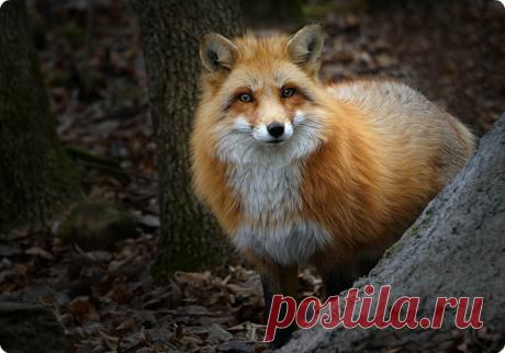 Мой Мир@Mail.Ru