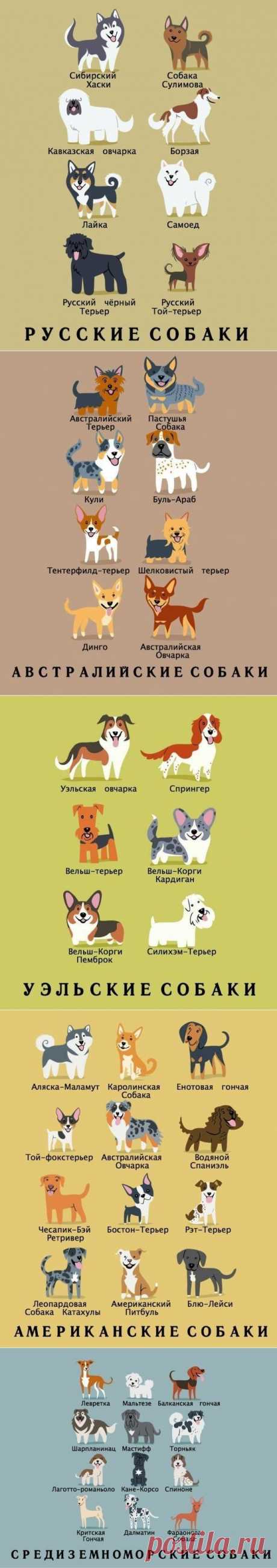 Какой национальности ваша собака?