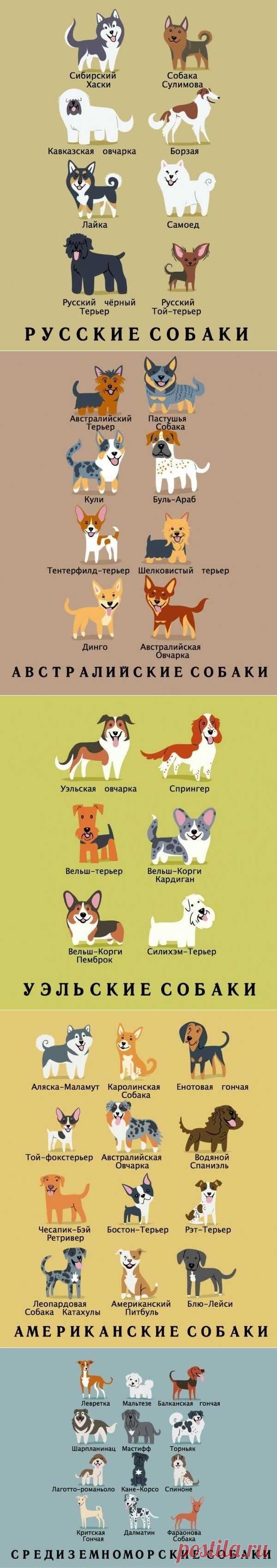 Какой национальности ваша собака?