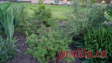 ЛАПЧАТКА,  КУРИЛЬСКИЙ ЧАЙ  ВИДЫ, ПОСАДКА,ПОДКОРМКА, СТРИЖКА, УХОД, ◐ Подписаться на новые видео: https://goo.gl/9nTdPX
◐ Реклама: https://vk.com/cookingelena?w=page-118743920_50287919   В этом видео я расскажу вам об очень интересном кустарнике как ЛАПЧАТКА, его еще называют КУРИЛЬСКИЙ ЧАЙ. Как посадить,подкормить и многое другое. СПАСИБО ЗА ПРОСМОТР))))