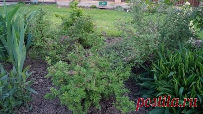 ЛАПЧАТКА,  КУРИЛЬСКИЙ ЧАЙ  ВИДЫ, ПОСАДКА,ПОДКОРМКА, СТРИЖКА, УХОД, ◐ Подписаться на новые видео: http://goo.gl/9nTdPX
◐ Реклама: https://vk.com/cookingelena?w=page-118743920_50287919   В этом видео я расскажу вам об очень интересном кустарнике как ЛАПЧАТКА, его еще называют КУРИЛЬСКИЙ ЧАЙ. Как посадить,подкормить и многое другое. СПАСИБО ЗА ПРОСМОТР))))