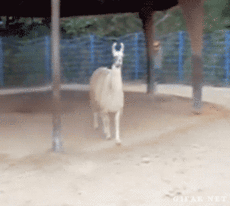 a09o1qL_460sa.gif