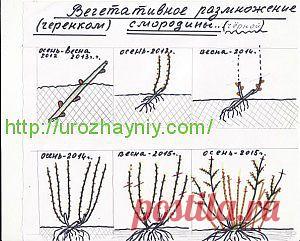 Размножение черной смородины черенками. Автор Валентин Савёлов | Урожайная дача