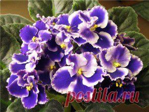 Сенполия или узамбарская фиалка: от "А" до "Я"