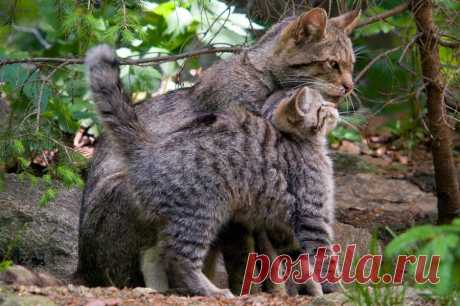 Wildkatze (Felis silvestris) - Naturbild-Galerie: Wildkatze - Fokusnatur Naturfotografie