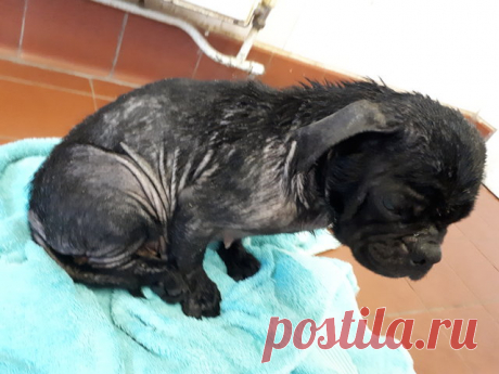 Из фургона выпал растерянный мопс… Его выбросили хозяева – “за непригодность” Однажды прохожие увидели странную картину. Проезжавший фургон открыл окошко, и на ходу оттуда выпало что-то маленькое и живое – все произошло буквально за мгновение. Кто-то решил избавиться от своего …