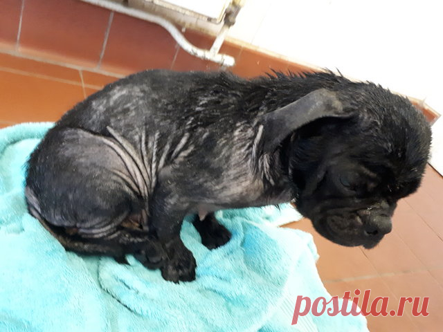 Из фургона выпал растерянный мопс… Его выбросили хозяева – “за непригодность” Однажды прохожие увидели странную картину. Проезжавший фургон открыл окошко, и на ходу оттуда выпало что-то маленькое и живое – все произошло буквально за мгновение. Кто-то решил избавиться от своего …