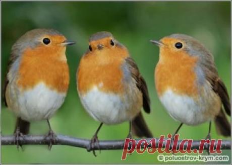 Добросердечная зарянка | Птицы Крыма - каталог | Полуостров сокровищ Крым