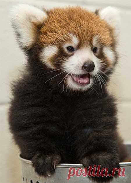 (8) Facebook
Женского детеныш красной панды в Nashville Zoo Фото: Amiee Стаббс #Zoo (Автор перевода: Bing)