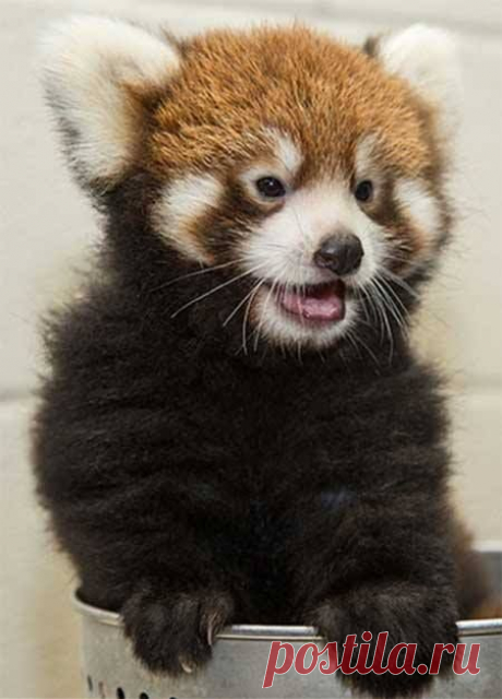 (8) Facebook
Женского детеныш красной панды в Nashville Zoo Фото: Amiee Стаббс #Zoo (Автор перевода: Bing)