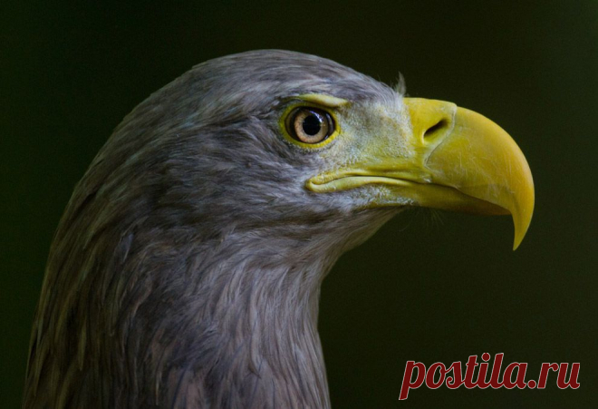 Орлан-белохвост