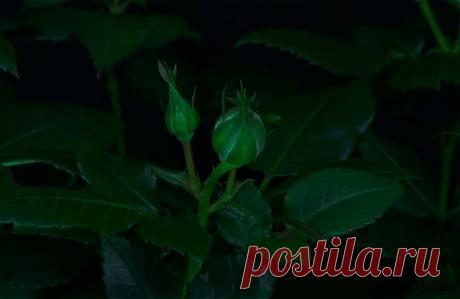 549594397.gif (738×480)