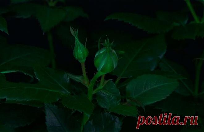 549594397.gif (738×480)