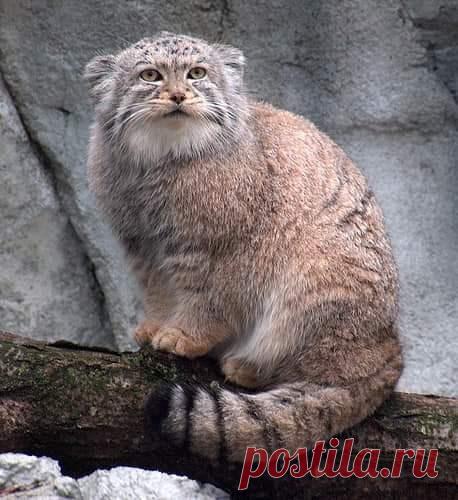 Mega-Chonker Of A Cat Looks Adorably Angry (16 Pics) - I Can Has Cheezburger?