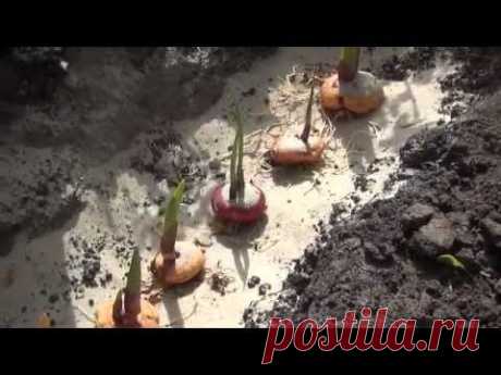 Высаживаем  луковицы гладиолусов. Planting bulbs Gladiolus