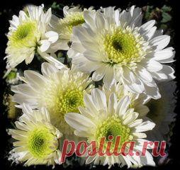 СРЕДСТВА ДЛЯ ЗАЩИТЫ РАСТЕНИЙ. СОВЕТЫ ДАЧНИКУ | Самоцветик