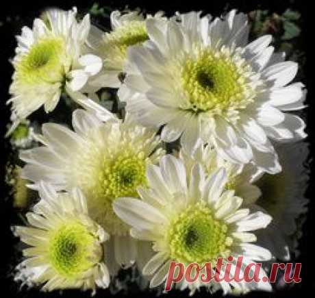 СРЕДСТВА ДЛЯ ЗАЩИТЫ РАСТЕНИЙ. СОВЕТЫ ДАЧНИКУ | Самоцветик