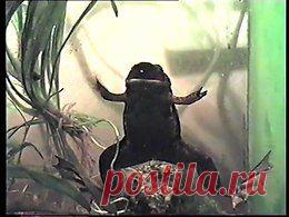 Видео в рубрике: "Наши домашние животные"