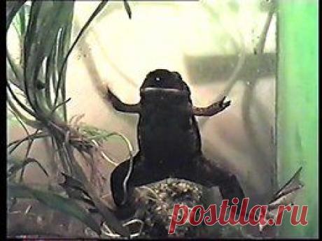 Видео в рубрике: &quot;Наши домашние животные&quot;